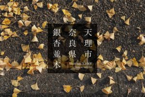 今が見頃でおすすめな奈良県天理市の銀杏並木を撮影 FUJIFILM X100F【関西】